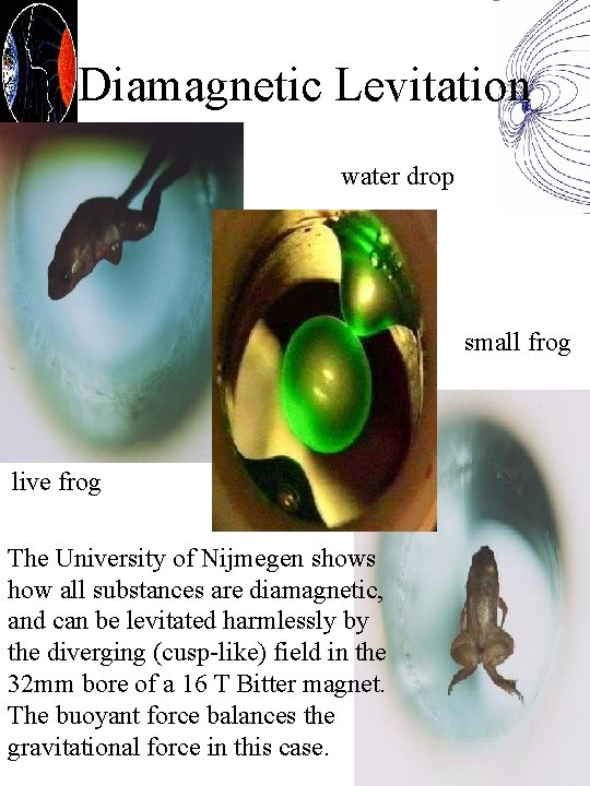 Diamagnetic Levitation water drop small frog live frog The University of Nijmegen shows how