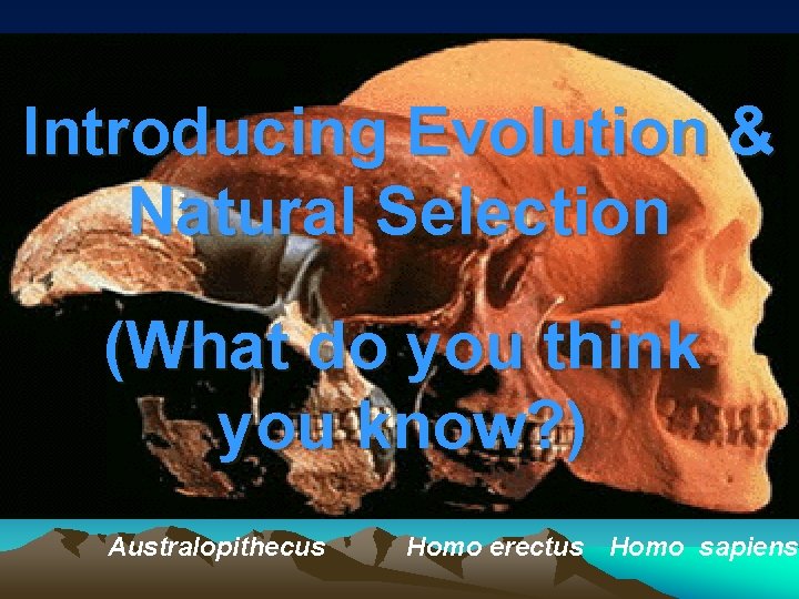 Introducing Evolution & Natural Selection (What do you think you know? ) Australopithecus Homo