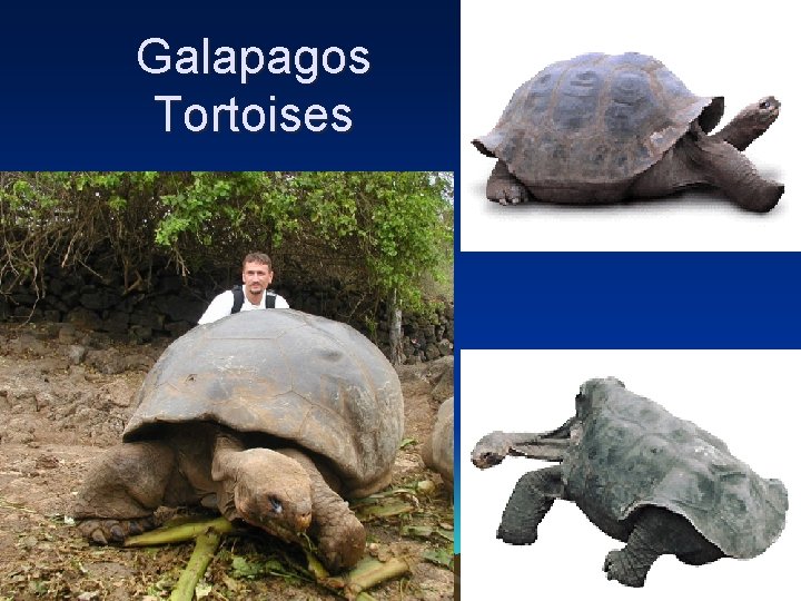 Galapagos Tortoises 