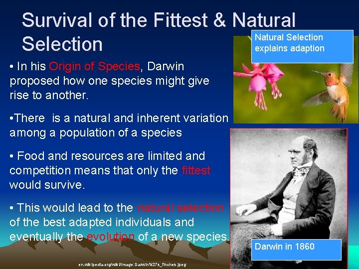 Survival of the Fittest & Natural Selection explains adaption • In his Origin of