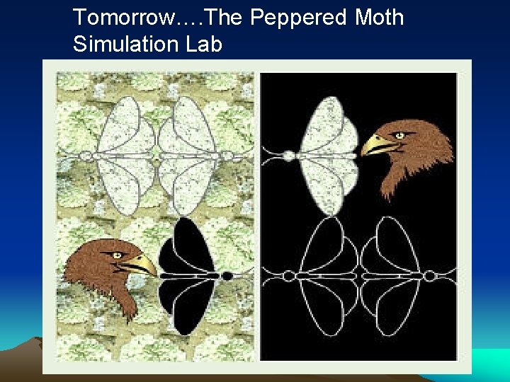 Tomorrow…. The Peppered Moth Simulation Lab 