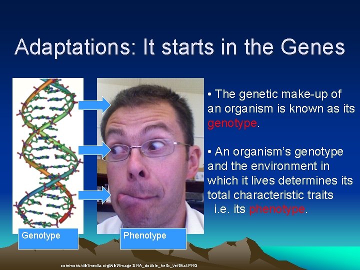 Adaptations: It starts in the Genes • The genetic make-up of an organism is