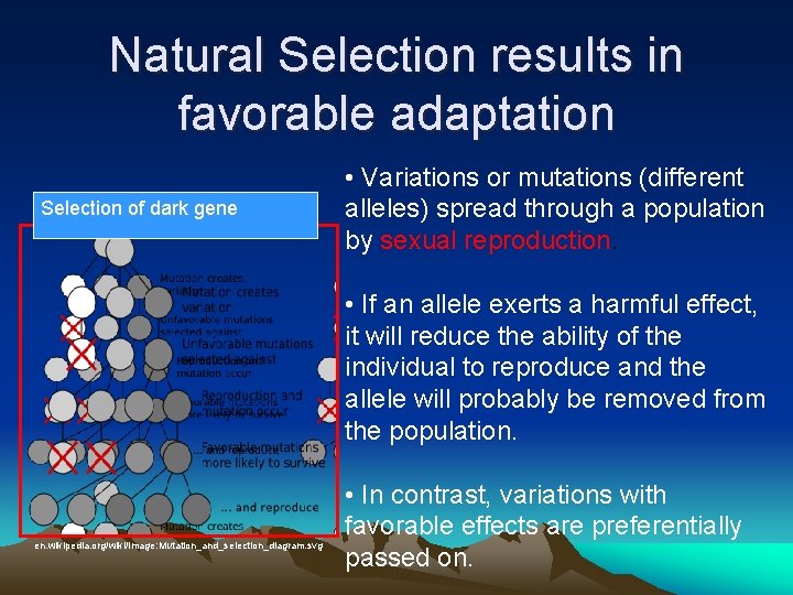 Natural Selection results in favorable adaptation Selection of dark gene • Variations or mutations