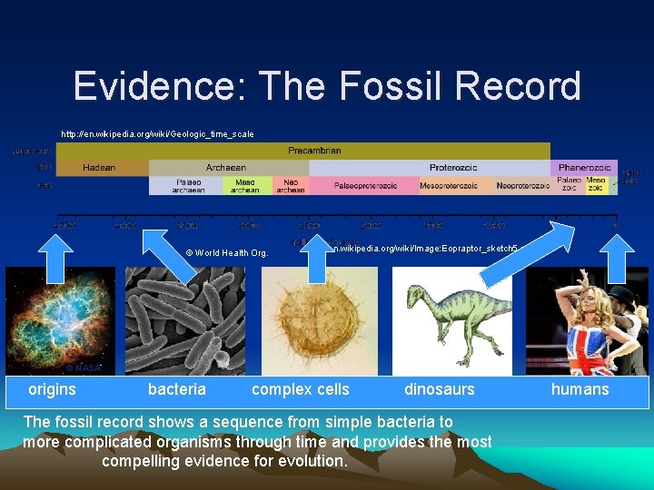 Evidence: The Fossil Record http: //en. wikipedia. org/wiki/Geologic_time_scale © World Health Org. en. wikipedia.