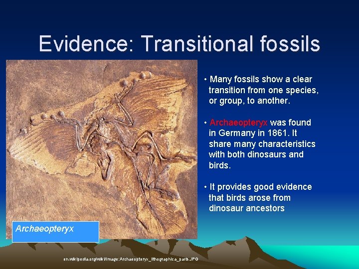 Evidence: Transitional fossils • Many fossils show a clear transition from one species, or