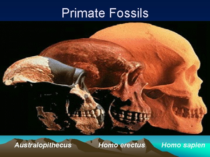 Primate Fossils Australopithecus Homo erectus Homo sapien 