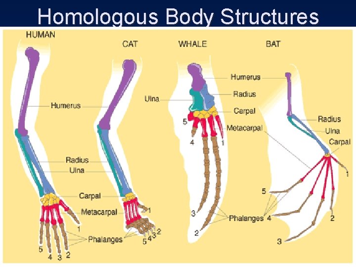 Homologous Body Structures 