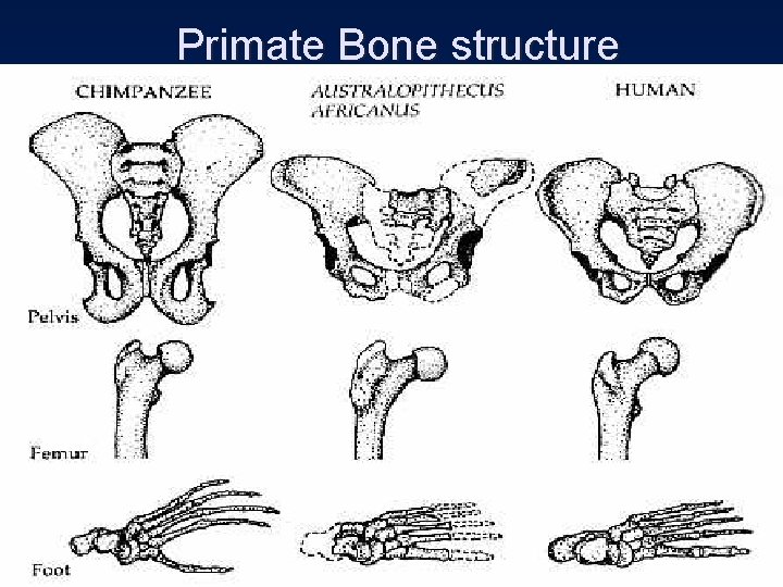 Primate Bone structure 