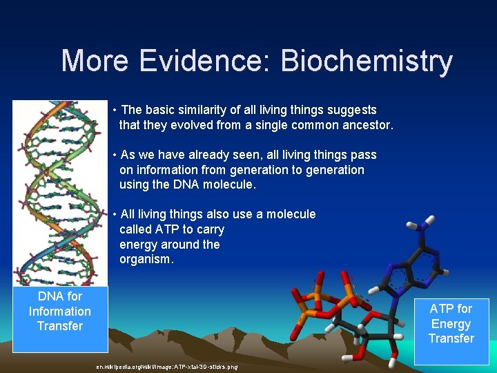 More Evidence: Biochemistry • The basic similarity of all living things suggests that they