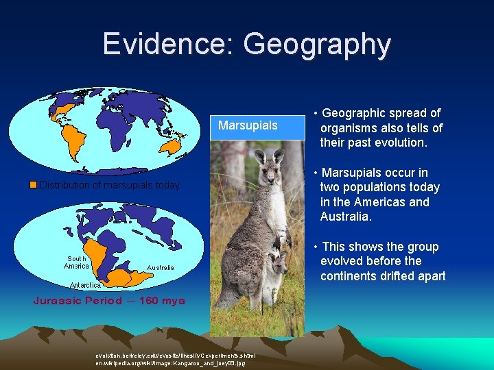 Evidence: Geography Marsupials • Geographic spread of organisms also tells of their past evolution.