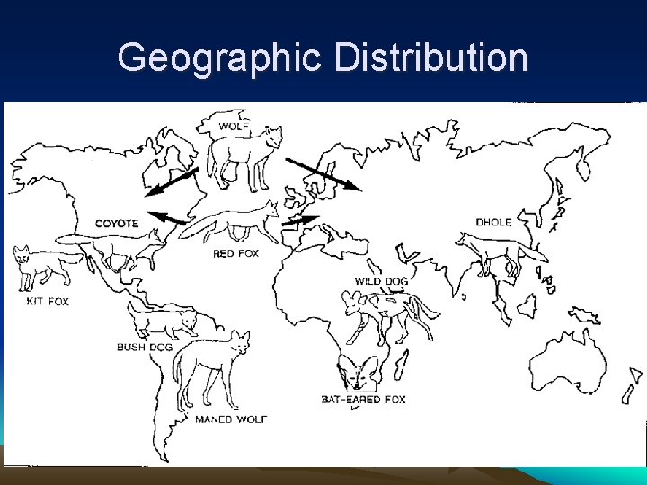 Geographic Distribution 