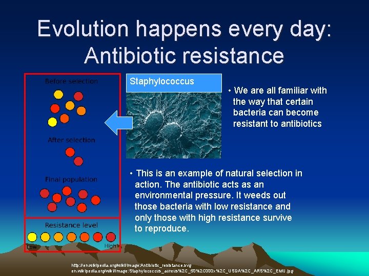 Evolution happens every day: Antibiotic resistance Staphylococcus • We are all familiar with the