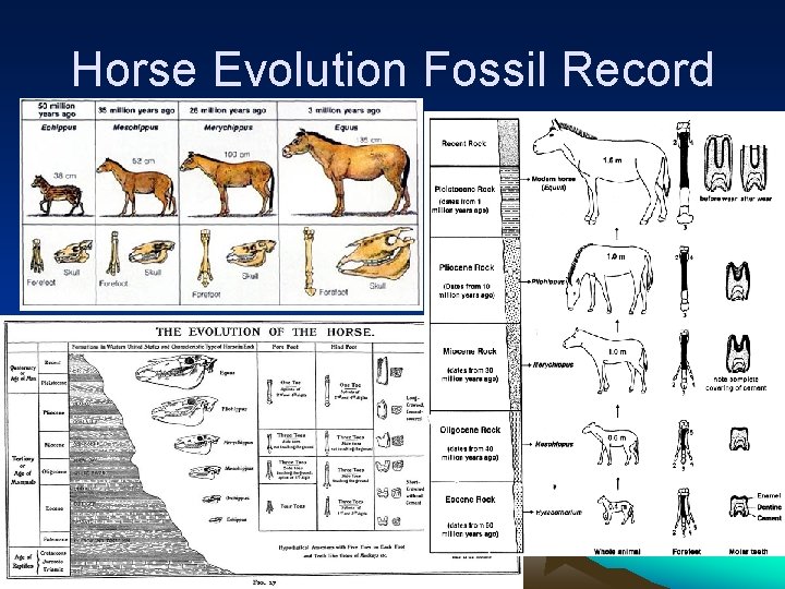 Horse Evolution Fossil Record 