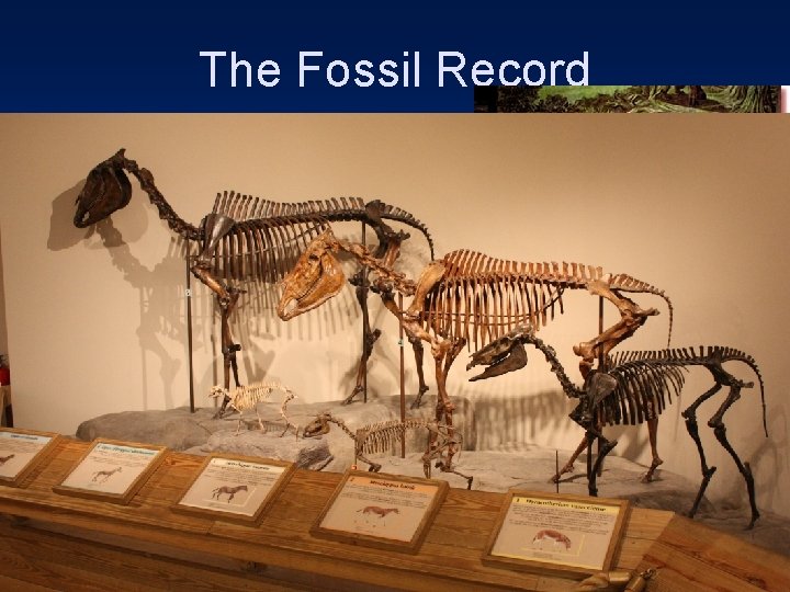 The Fossil Record 