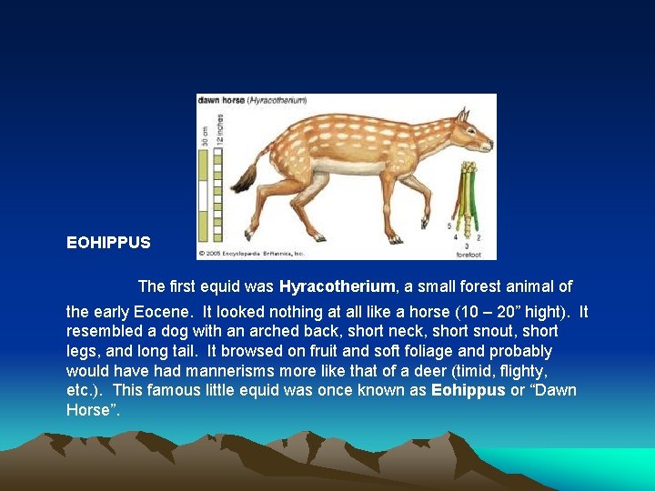 EOHIPPUS The first equid was Hyracotherium, a small forest animal of the early Eocene.