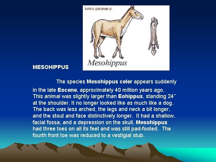 MESOHIPPUS The species Mesohippus celer appears suddenly in the late Eocene, approximately 40 million