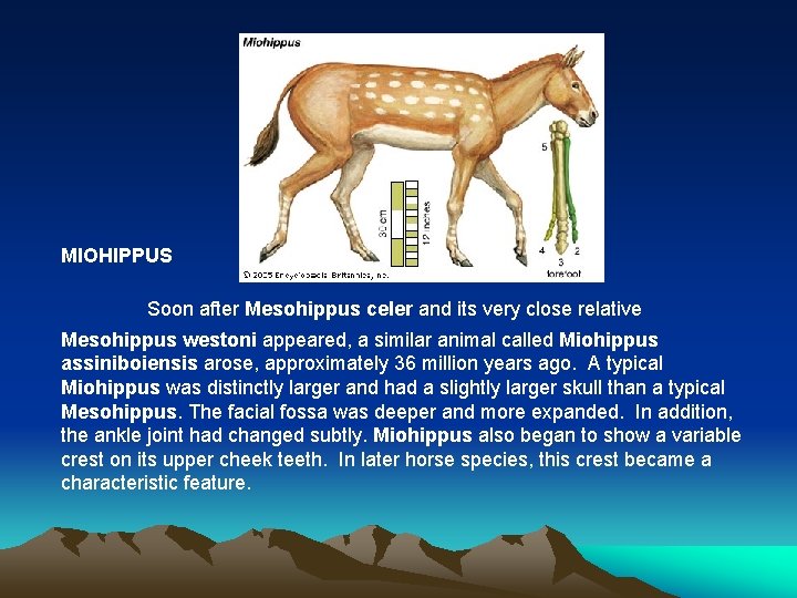 MIOHIPPUS Soon after Mesohippus celer and its very close relative Mesohippus westoni appeared, a