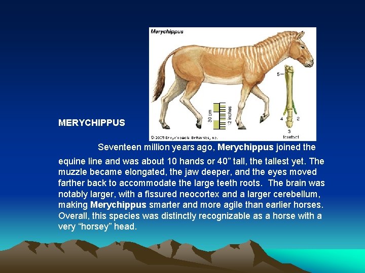 MERYCHIPPUS Seventeen million years ago, Merychippus joined the equine line and was about 10