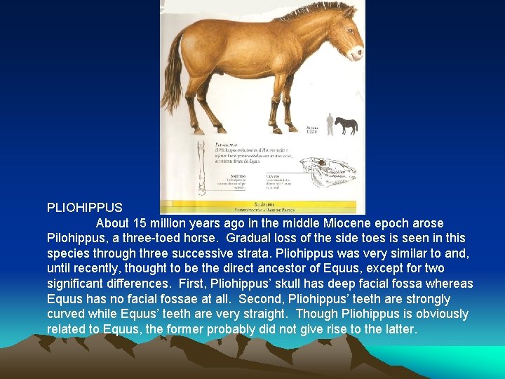 PLIOHIPPUS About 15 million years ago in the middle Miocene epoch arose Pilohippus, a