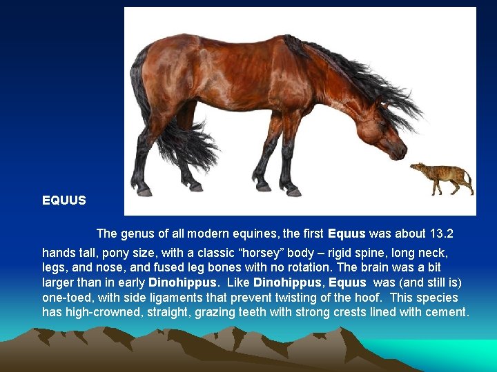 EQUUS The genus of all modern equines, the first Equus was about 13. 2