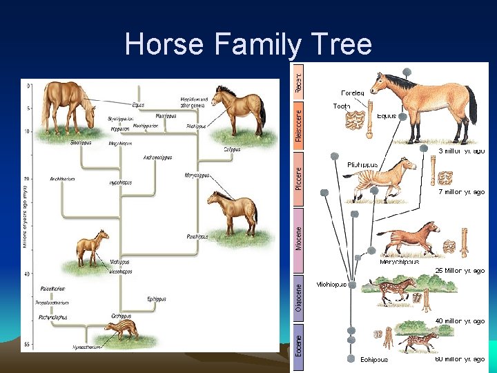 Horse Family Tree 