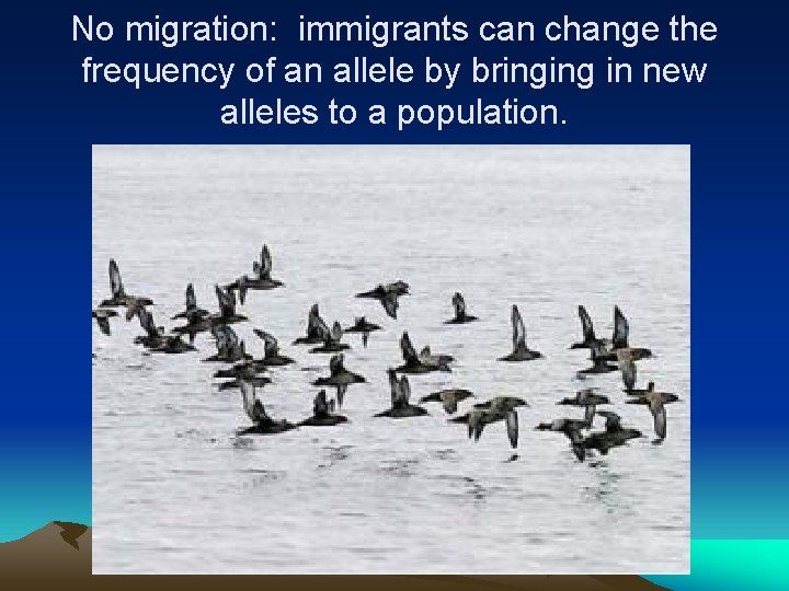 No migration: immigrants can change the frequency of an allele by bringing in new