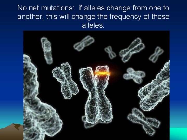 No net mutations: if alleles change from one to another, this will change the