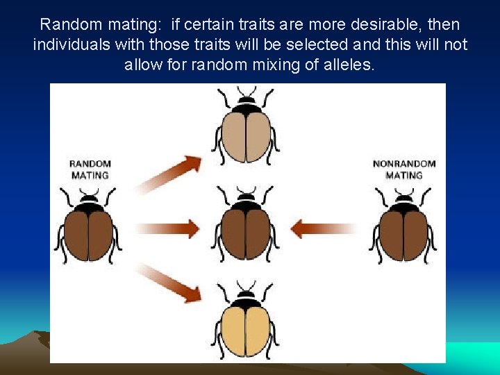 Random mating: if certain traits are more desirable, then individuals with those traits will