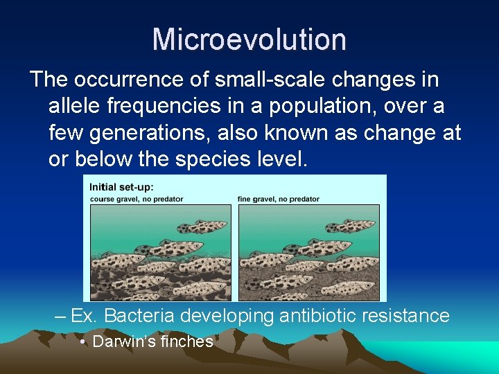 Microevolution The occurrence of small-scale changes in allele frequencies in a population, over a