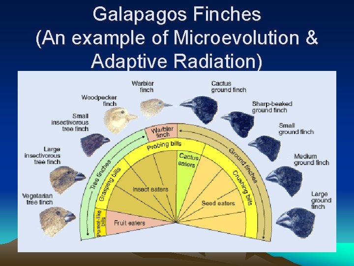 Galapagos Finches (An example of Microevolution & Adaptive Radiation) 