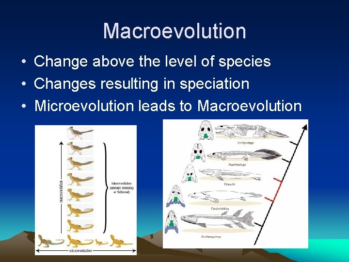 Macroevolution • Change above the level of species • Changes resulting in speciation •