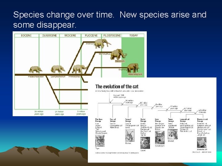 Species change over time. New species arise and some disappear. 