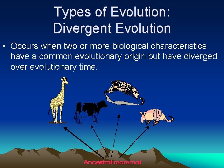 Types of Evolution: Divergent Evolution • Occurs when two or more biological characteristics have