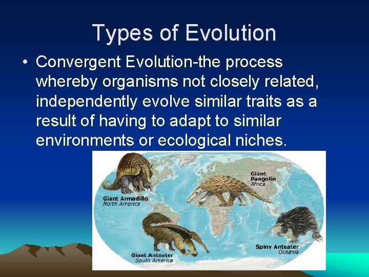 Types of Evolution • Convergent Evolution-the process whereby organisms not closely related, independently evolve