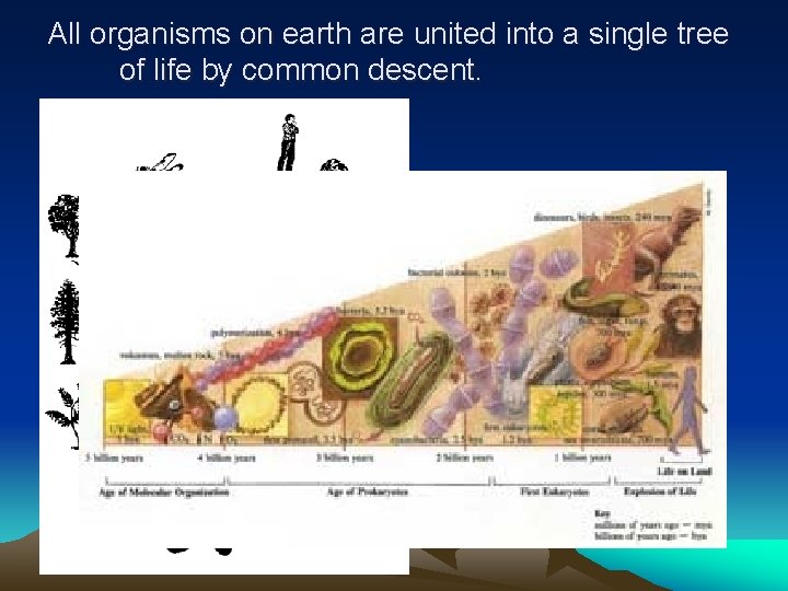 All organisms on earth are united into a single tree of life by common