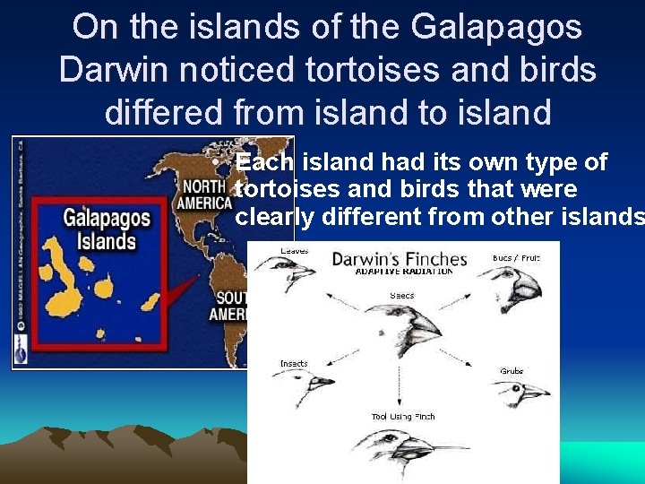 On the islands of the Galapagos Darwin noticed tortoises and birds differed from island