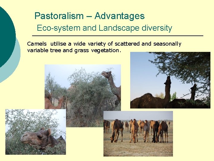 Pastoralism – Advantages Eco-system and Landscape diversity Camels utilise a wide variety of scattered