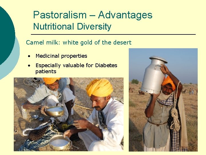 Pastoralism – Advantages Nutritional Diversity Camel milk: white gold of the desert • Medicinal