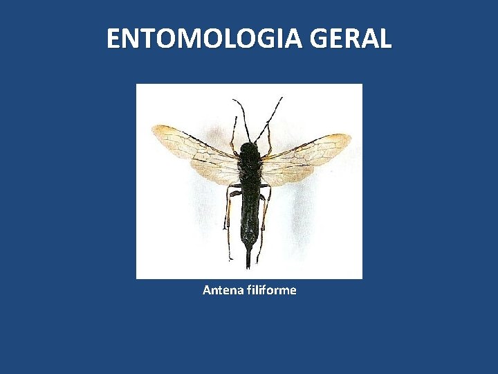 ENTOMOLOGIA GERAL Antena filiforme ENTOMOLOGIA GERAL Antena filiforme