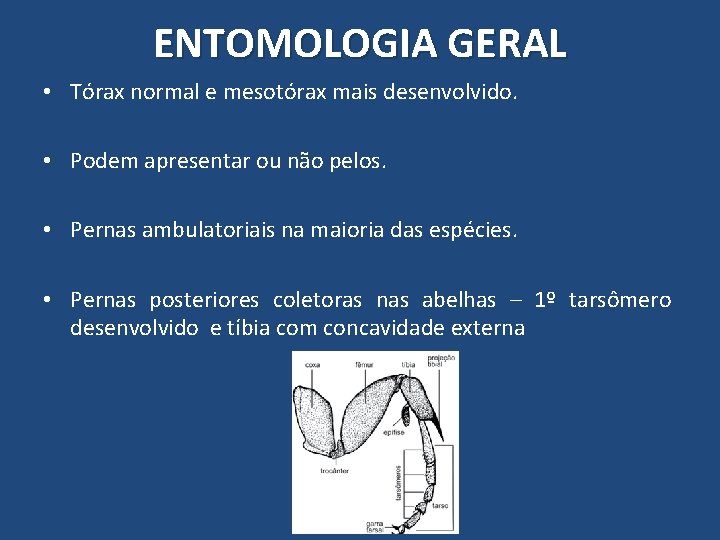 ENTOMOLOGIA GERAL • Tórax normal e mesotórax mais desenvolvido. • Podem apresentar ou não ENTOMOLOGIA GERAL • Tórax normal e mesotórax mais desenvolvido. • Podem apresentar ou não
