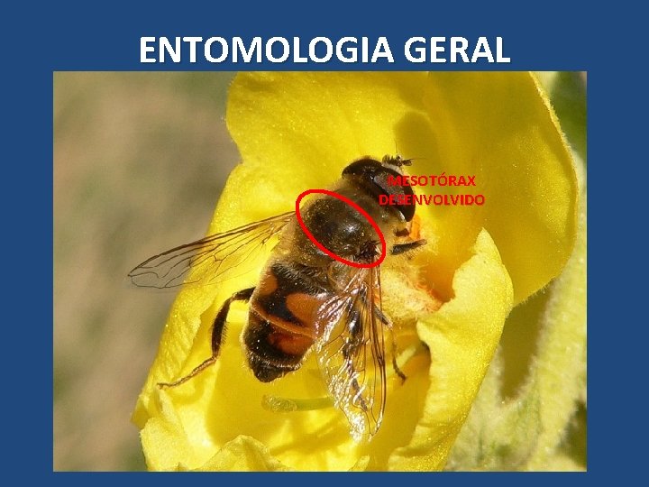 ENTOMOLOGIA GERAL MESOTÓRAX DESENVOLVIDO ENTOMOLOGIA GERAL MESOTÓRAX DESENVOLVIDO