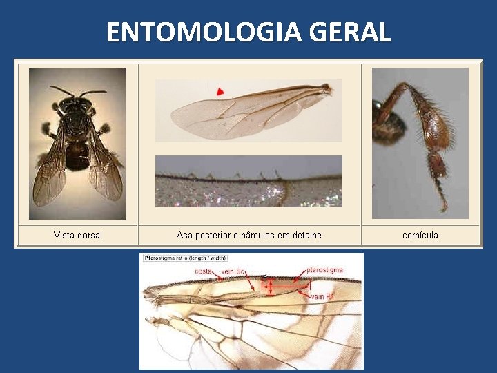 ENTOMOLOGIA GERAL ENTOMOLOGIA GERAL