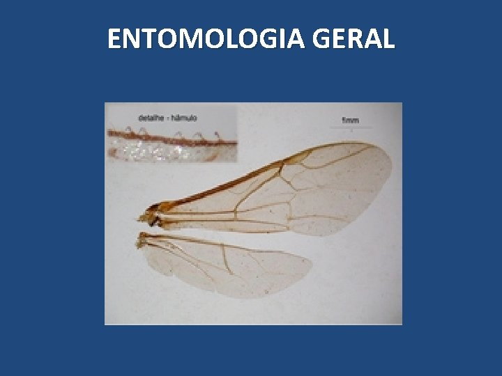 ENTOMOLOGIA GERAL ENTOMOLOGIA GERAL