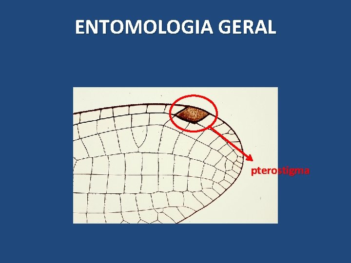 ENTOMOLOGIA GERAL pterostigma ENTOMOLOGIA GERAL pterostigma