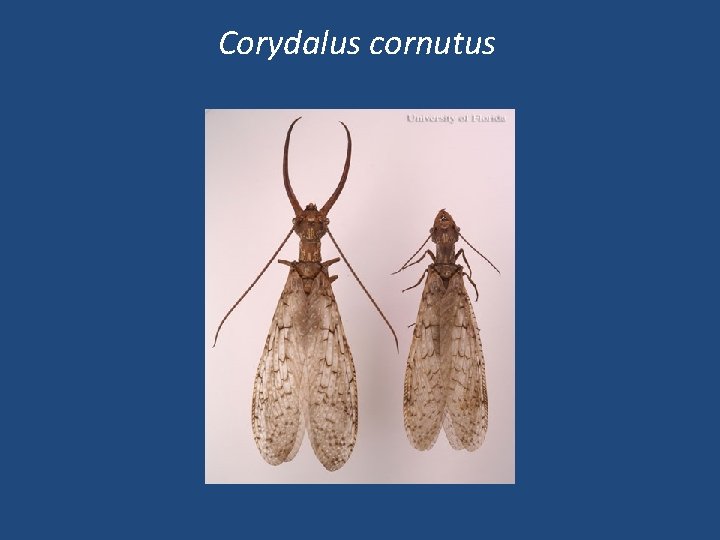 Corydalus cornutus Corydalus cornutus