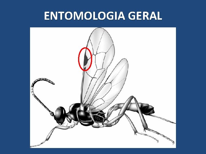 ENTOMOLOGIA GERAL ENTOMOLOGIA GERAL