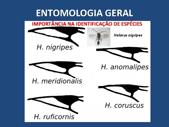 ENTOMOLOGIA GERAL IMPORT NCIA NA IDENTIFICAÇÃO DE ESPÉCIES Helorus nigripes ENTOMOLOGIA GERAL IMPORT NCIA NA IDENTIFICAÇÃO DE ESPÉCIES Helorus nigripes