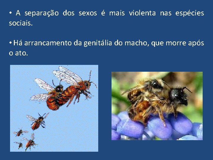 • A separação dos sexos é mais violenta nas espécies sociais. • Há • A separação dos sexos é mais violenta nas espécies sociais. • Há