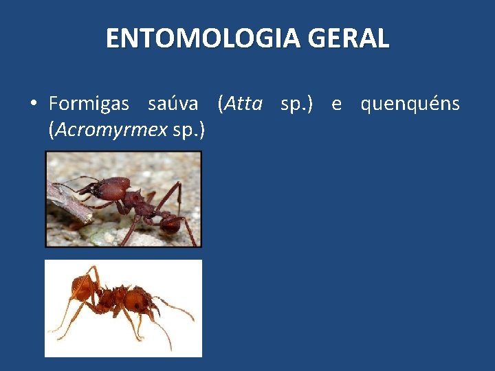 ENTOMOLOGIA GERAL • Formigas saúva (Atta sp. ) e quenquéns (Acromyrmex sp. ) ENTOMOLOGIA GERAL • Formigas saúva (Atta sp. ) e quenquéns (Acromyrmex sp. )
