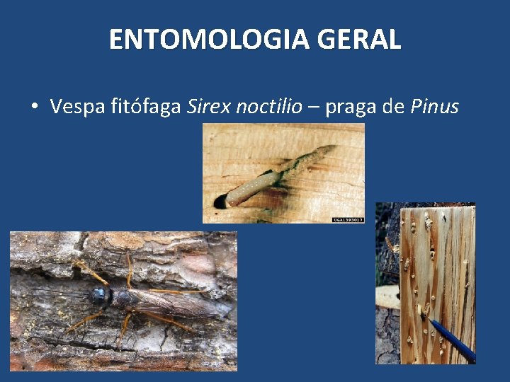 ENTOMOLOGIA GERAL • Vespa fitófaga Sirex noctilio – praga de Pinus ENTOMOLOGIA GERAL • Vespa fitófaga Sirex noctilio – praga de Pinus